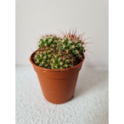 Cactus mini Echinopsis...