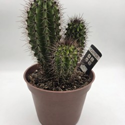 Cactus Echinopsis tubiflora...