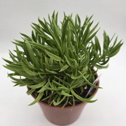 Senecio barbertonicus |...