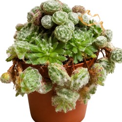 Sempervivum arachnoideum |...
