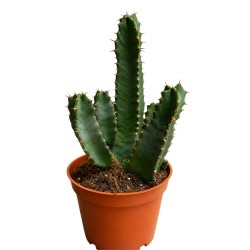 Euphorbia ammak 28 cm |...