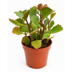 Kalanchoe sexangularis |...