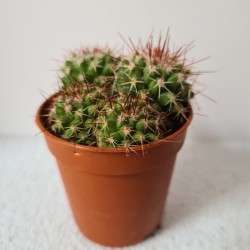 CACTUS MINI ECHINOPSIS...