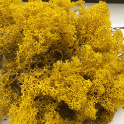 Musgo Islandés Amarillo...
