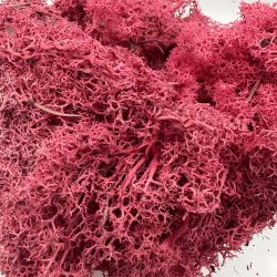 Musgo Islandés Fucsia...