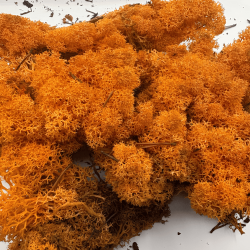 Musgo Islandés Naranja...