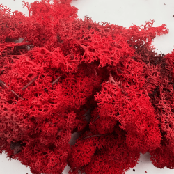 Musgo Islandés Rojo...