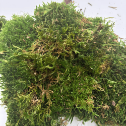 Musgo Plano Verde Natural...